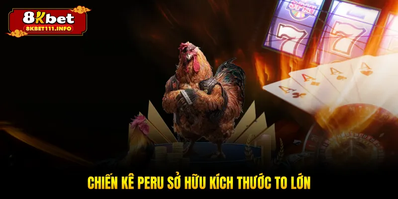 Chiến kê Peru sở hữu kích thước to lớn