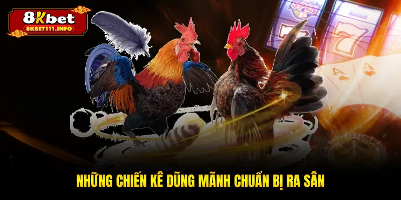 Những chiến kê dũng mãnh chuẩn bị ra sân