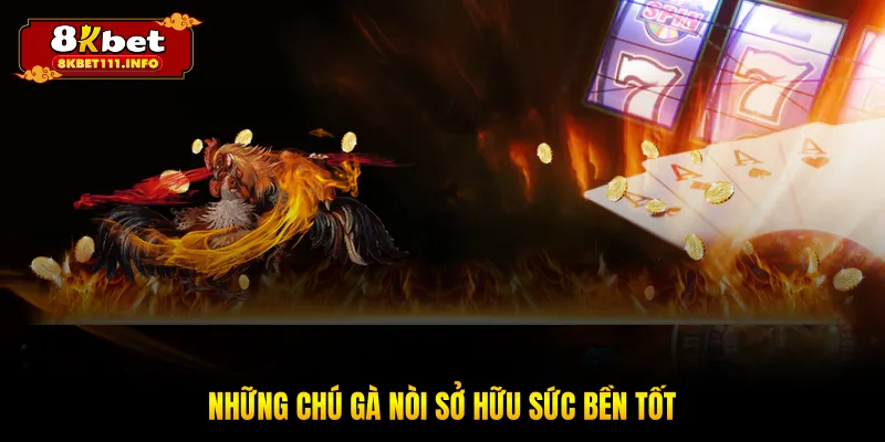 Những chú gà nòi sở hữu sức bền tốt