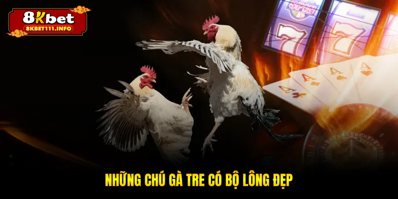 Những chú gà tre có bộ lông đẹp