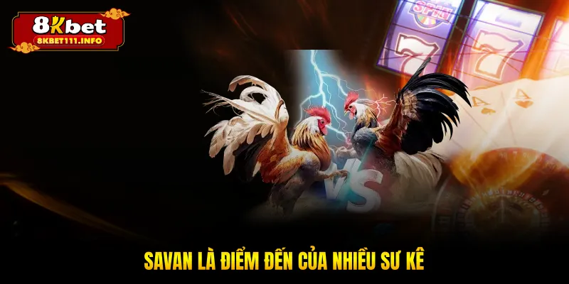 Savan là điểm đến của nhiều sư kê